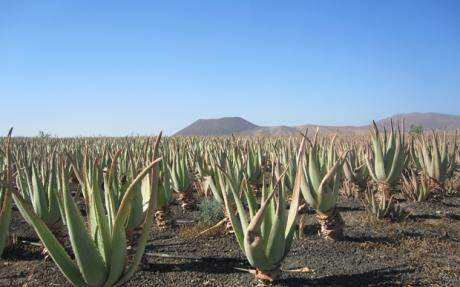 Aloe Vera se ha apoderado de los escaparates 