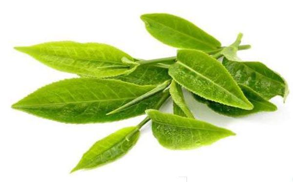 Los beneficios de la alcachofa y el te verde para depurar y el control de  peso