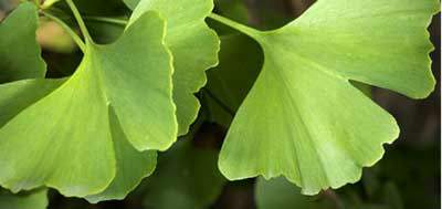 gingko-biloba